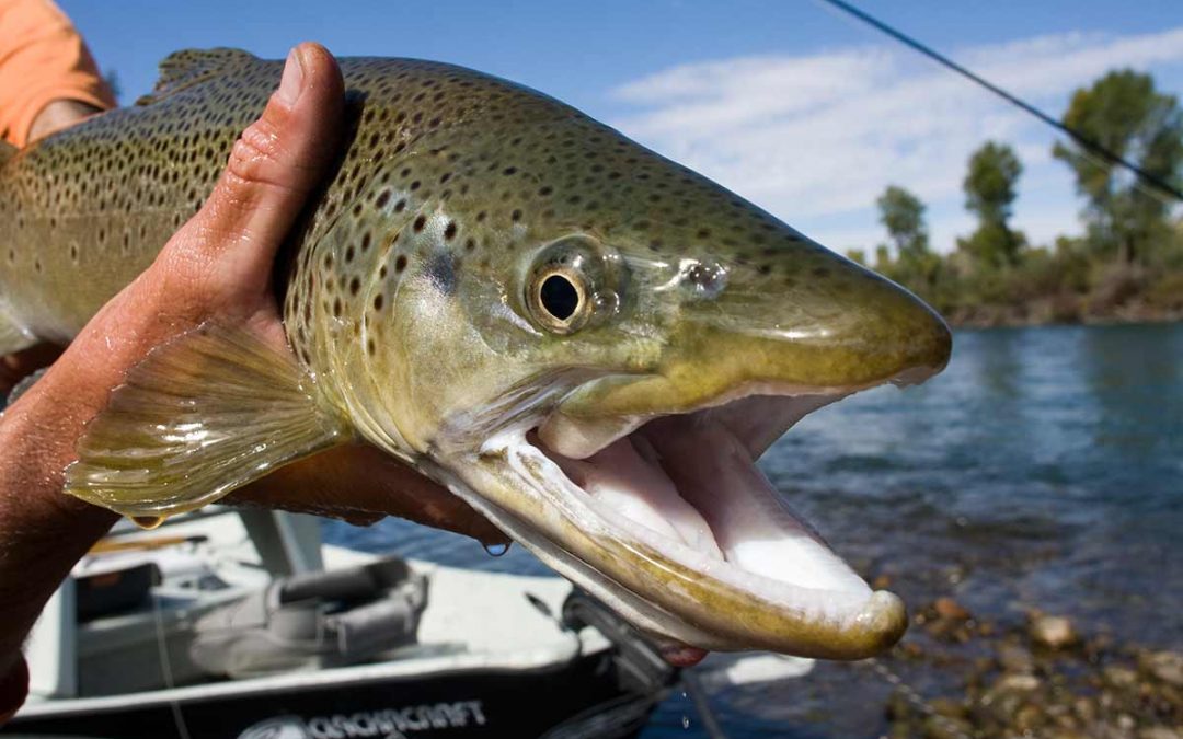 Fly Fishing the Snake River