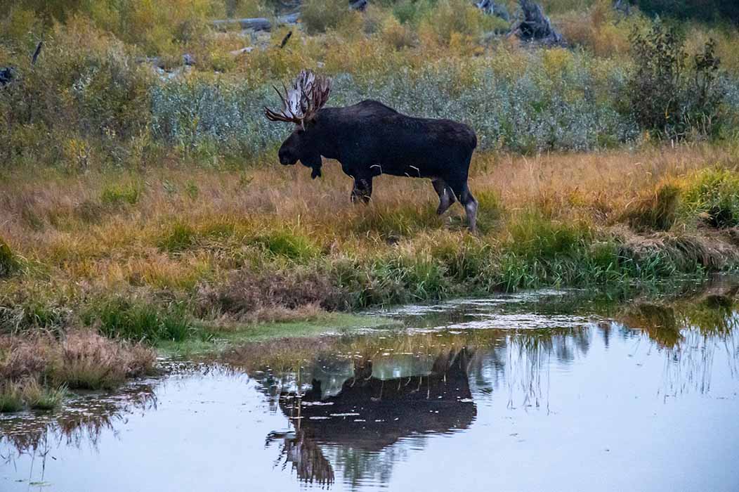 Moose in the Wild - Hike Idaho