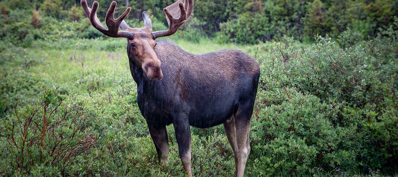 Caribou-Targhee National Forest Moose