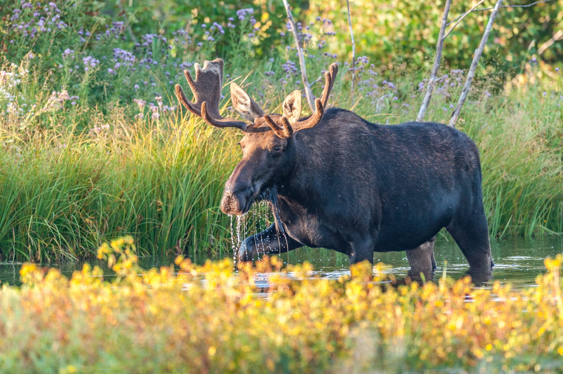 Moose on the Teton River