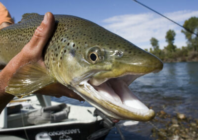 Guided Fly Fishing Trips