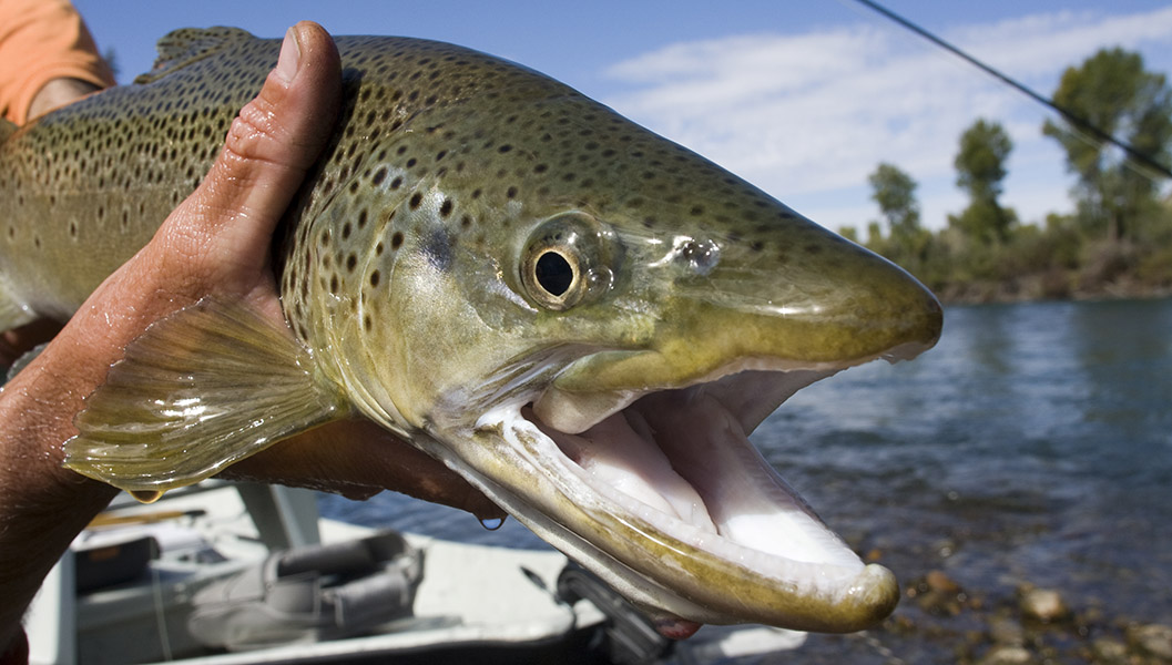 Catch a Huge Fish on the Snake River